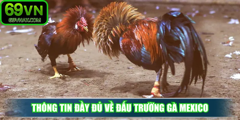 Thông tin đầy đủ về đấu trường gà Mexico