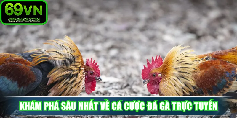 Khám phá sâu nhất về cá cược đá gà trực tuyến