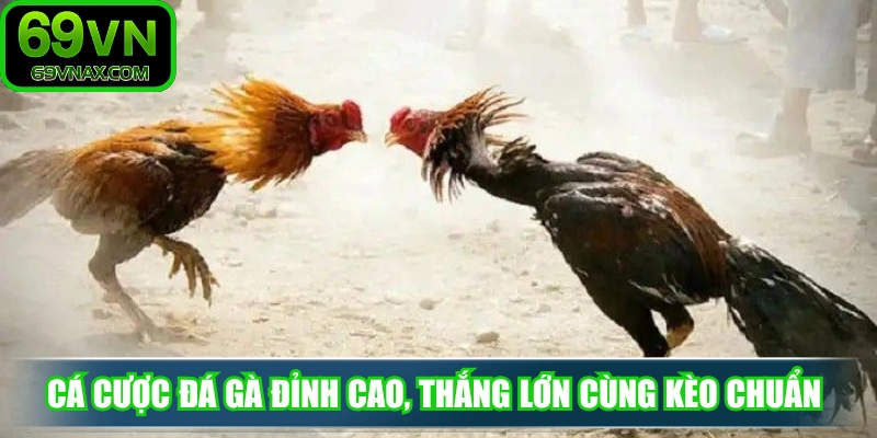 Cá cược đá gà đỉnh cao, thắng lớn cùng kèo chuẩn 