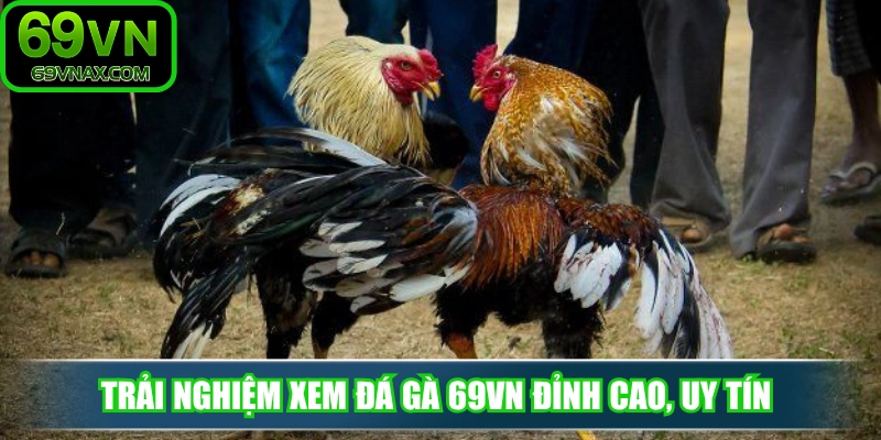 Trải nghiệm xem đá gà 69VN đỉnh cao, uy tín và hấp dẫn nhất 