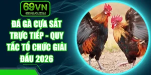 Đá Gà Cựa Sắt Trực Tiếp - Quy Tắc Tổ Chức Giải Đấu 2026