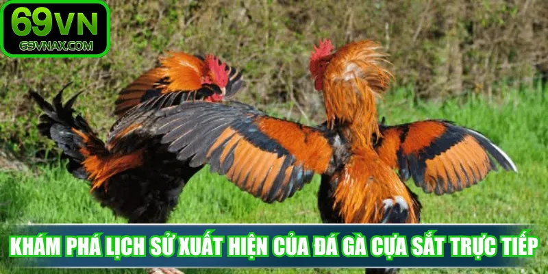 Khám phá lịch sử xuất hiện của đá gà cựa sắt trực tiếp