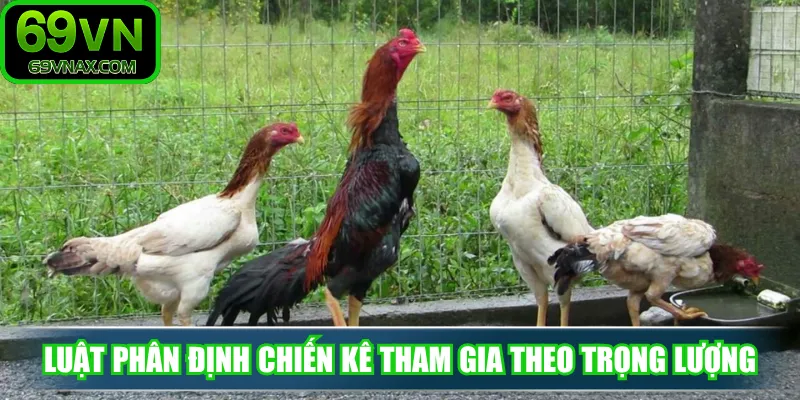 Luật phân định chiến kê tham gia theo trọng lượng
