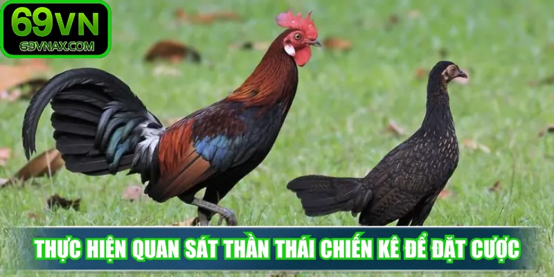 Thực hiện quan sát thần thái chiến kê để đặt cược