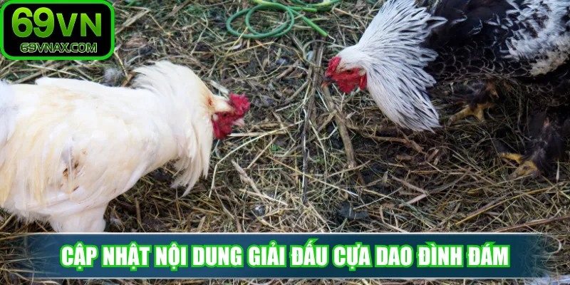 Cập nhật nội dung giải đấu cựa dao đình đám