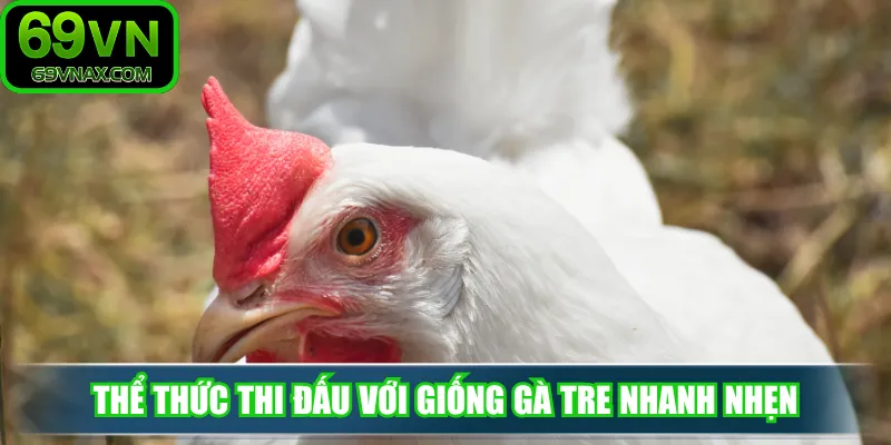 Thể thức thi đấu với giống gà tre nhanh nhẹn