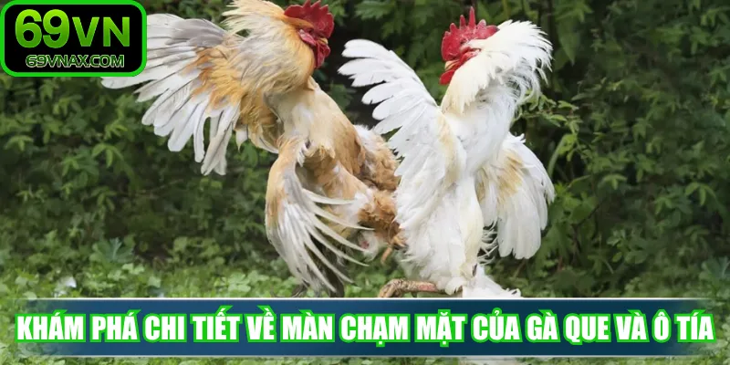 Khám phá chi tiết về màn chạm mặt của gà que và ô tía