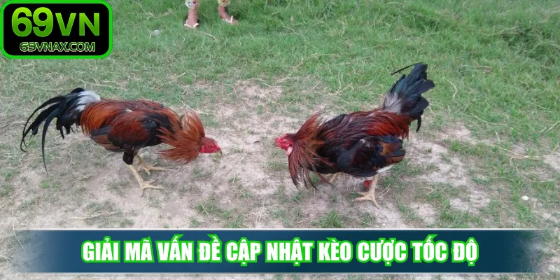 Giải mã vấn đề cập nhật kèo cược tốc độ