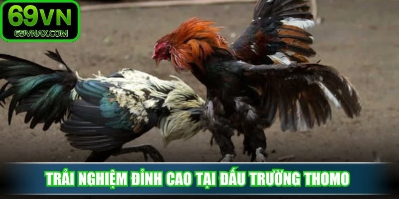 Trải nghiệm đỉnh cao tại đấu trường Thomo 