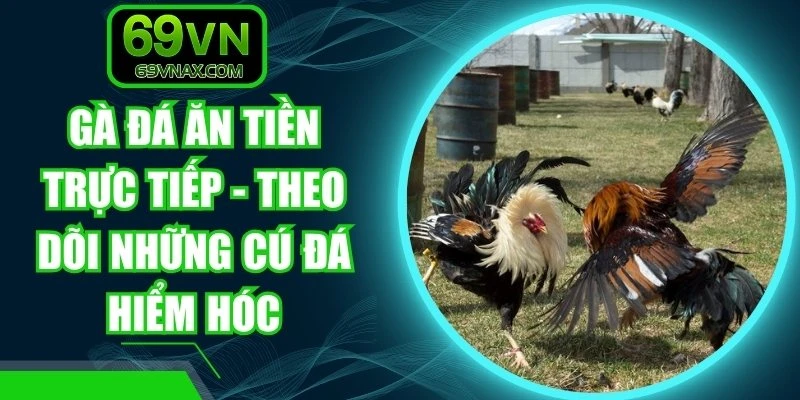 Gà Đá Ăn Tiền Trực Tiếp - Theo Dõi Những Cú Đá Hiểm Hóc