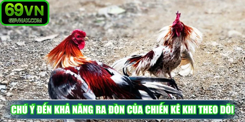 Chú ý đến khả năng ra đòn của chiến kê khi theo dõi