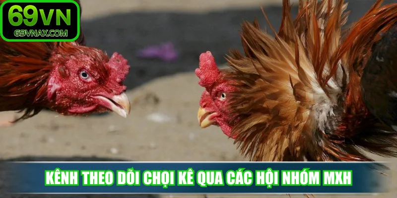 Kênh theo dõi chọi kê qua các hội nhóm MXH