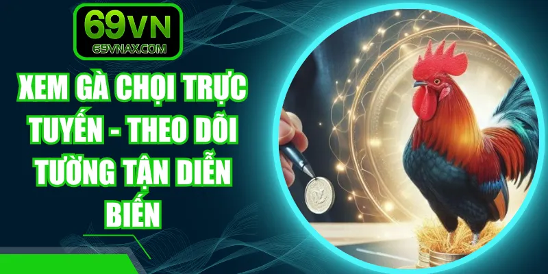 Xem Gà Chọi Trực Tuyến - Theo Dõi Tường Tận Diễn Biến